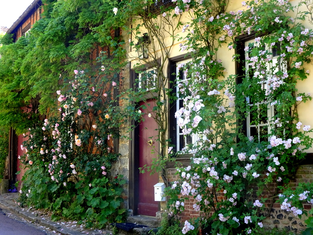 Visiter GERBEROY ROSES Visiter GERBEROY ROSES