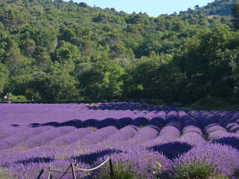 Que faire en Provence : les champs de lavande Que faire en Provence : les champs de lavande