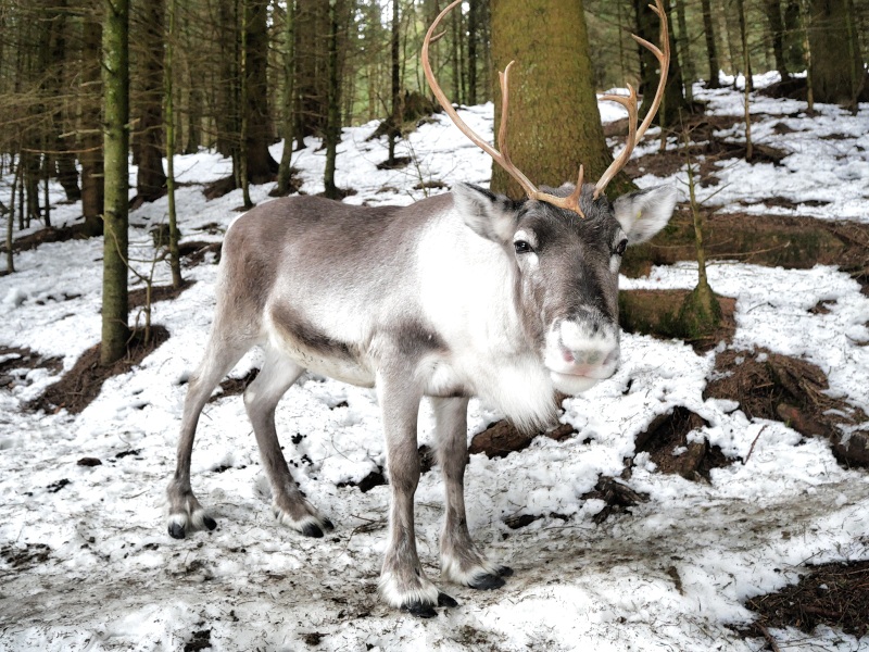 Vosges en hiver : ferme au rennes Stosswihr Vosges en hiver : ferme au rennes Stosswihr