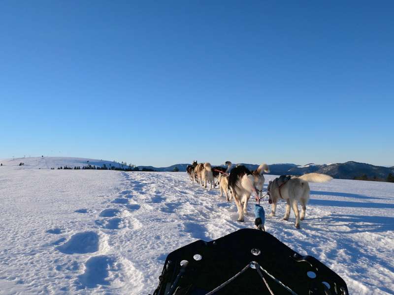 Vosges en hiver : chiens de traineaux 3 Vosges en hiver : chiens de traineaux 3