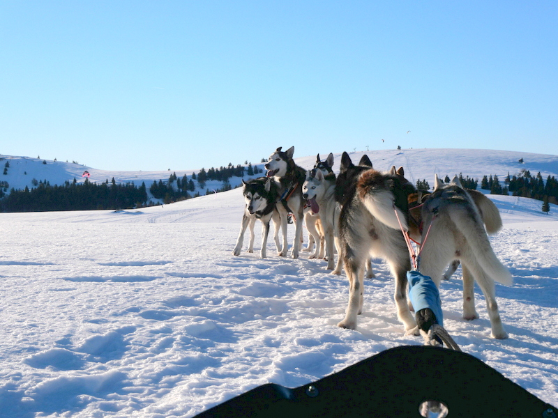 Vosges en hiver : chiens de traineaux Vosges en hiver : chiens de traineaux