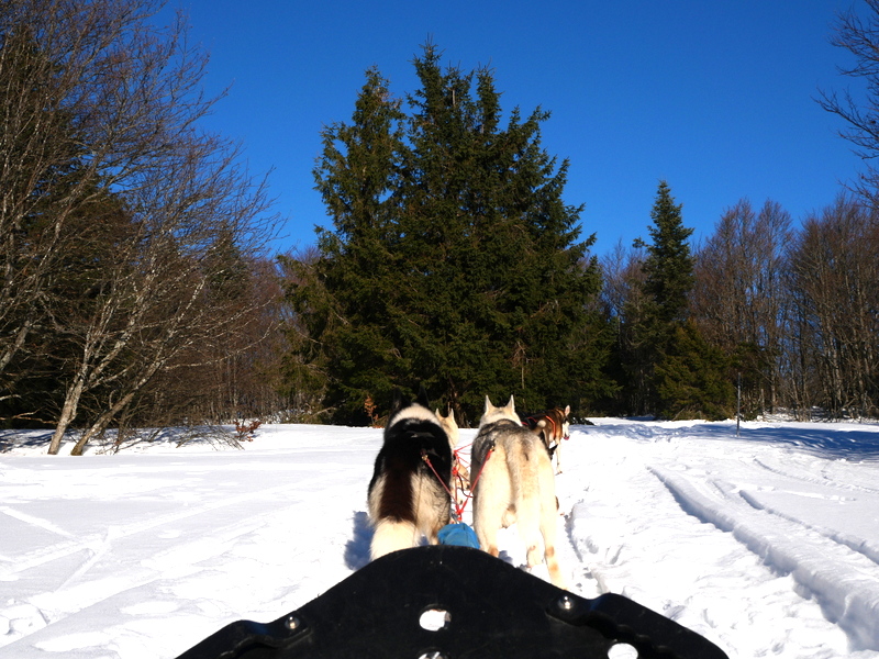 Vosges en hiver : chiens de traineaux 2 Vosges en hiver : chiens de traineaux 2