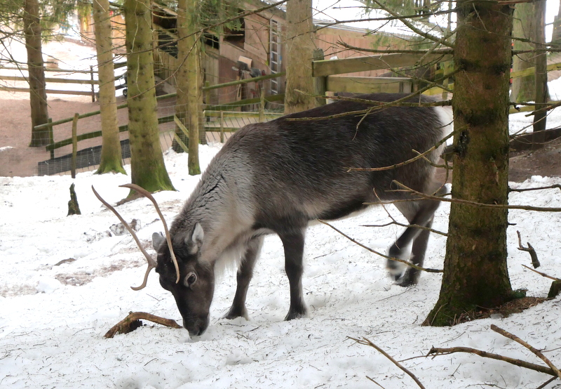 Vosges en hiver : ferme au rennes Stosswihr Vosges en hiver : ferme au rennes Stosswihr 4