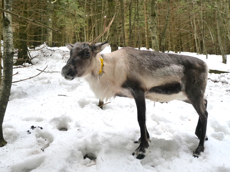 Vosges en hiver : ferme au rennes Stosswihr Vosges en hiver : ferme au rennes Stosswihr 2