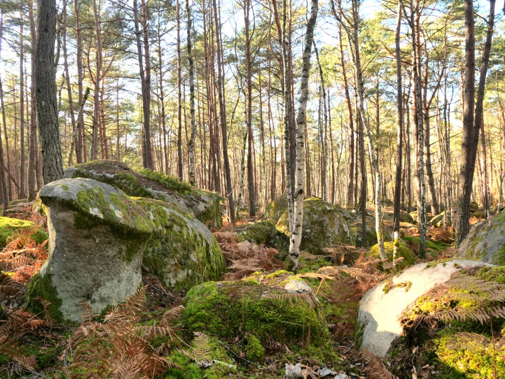 Forêt de Fontainebleau Forêt de Fontainebleau