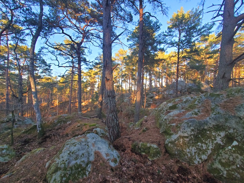 Fontainebleau Fontainebleau