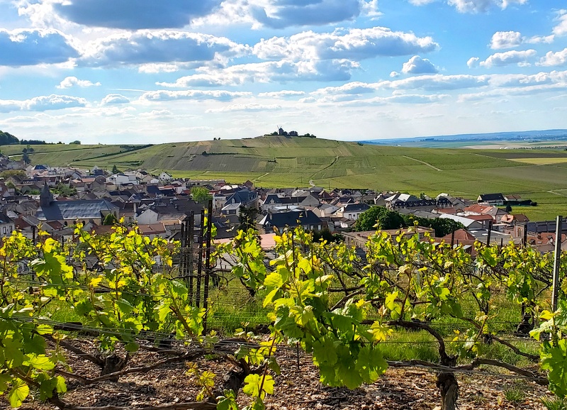 Séjours natures en France Vignobles Verzenay Séjours natures en France Vignobles Verzenay
