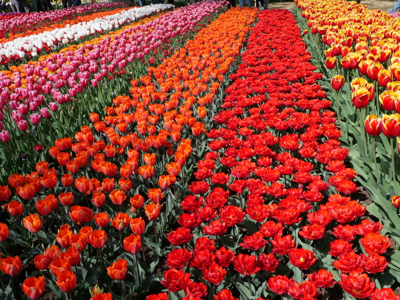Keunkenhof allées de tulipes Keunkenhof allées de tulipes