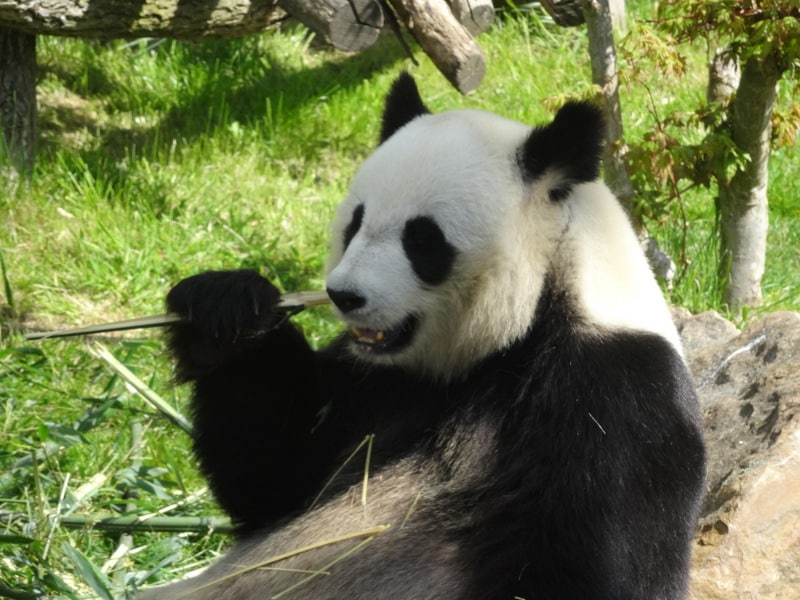 Zoo Parc de Beauval Zoo Parc de Beauval