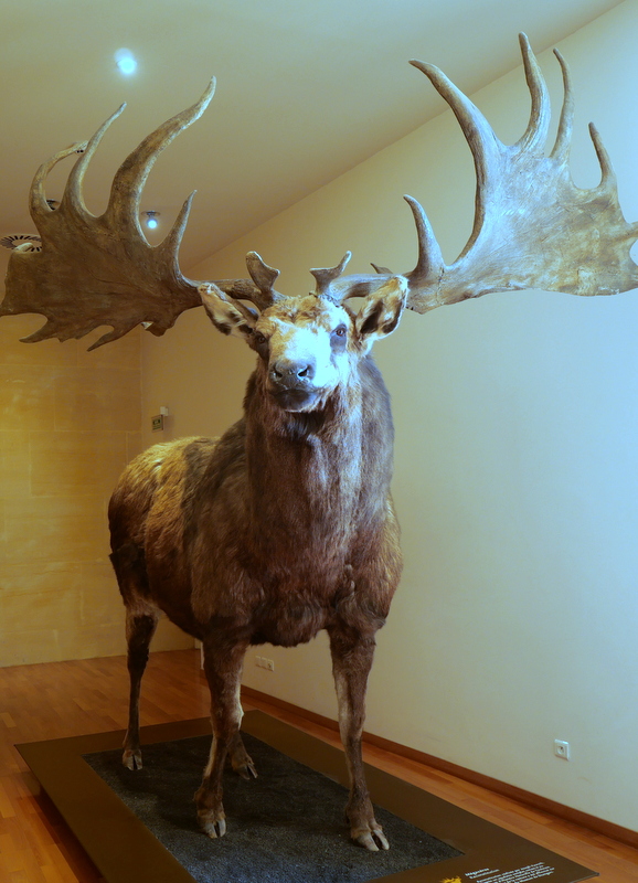 Les Eyzies-de-Tayac Musée de la préhistoire Les Eyzies-de-Tayac Musée de la préhistoire