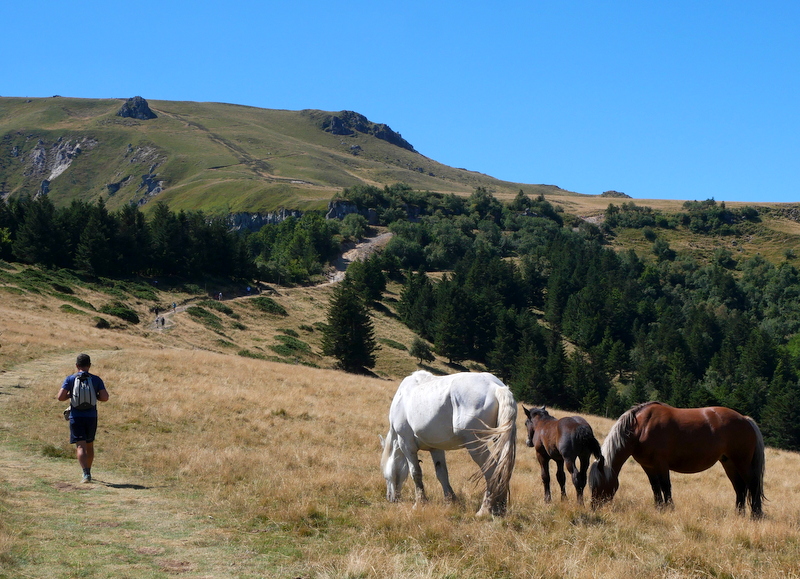 Mont-Dore Pic du Capucin chevaux sauvages Mont-Dore Pic du Capucin chevaux sauvages