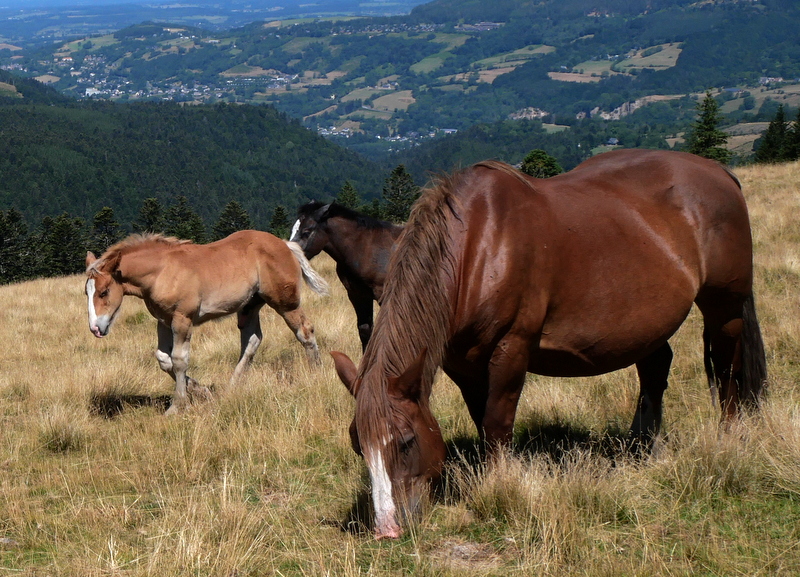Mont-Dore Pic du Capucin chevaux sauvages 2 Mont-Dore Pic du Capucin chevaux sauvages 3