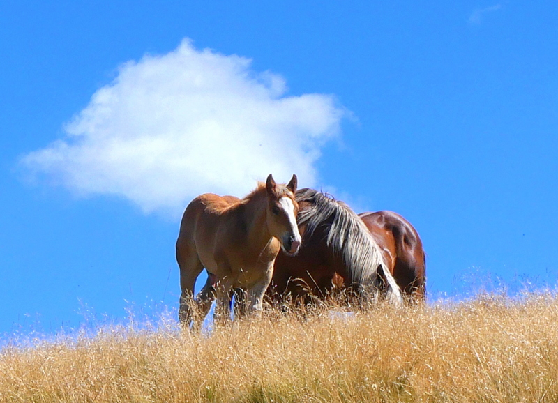 Mont-Dore Pic du Capucin chevaux sauvages 2 Mont-Dore Pic du Capucin chevaux sauvages 2