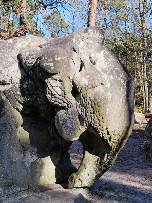 La forêt de Fontainebleau La forêt de Fontainebleau
