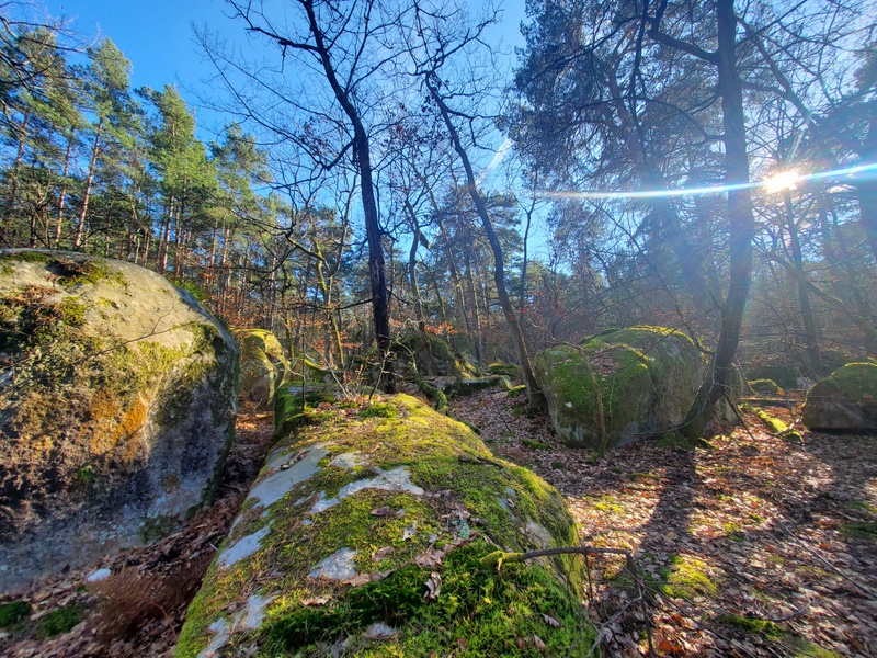 La forêt de Fontainebleau La forêt de Fontainebleau
