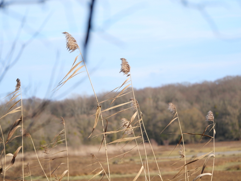 Lac d'Orient Parc naturel régional de la Forêt d'Orient
