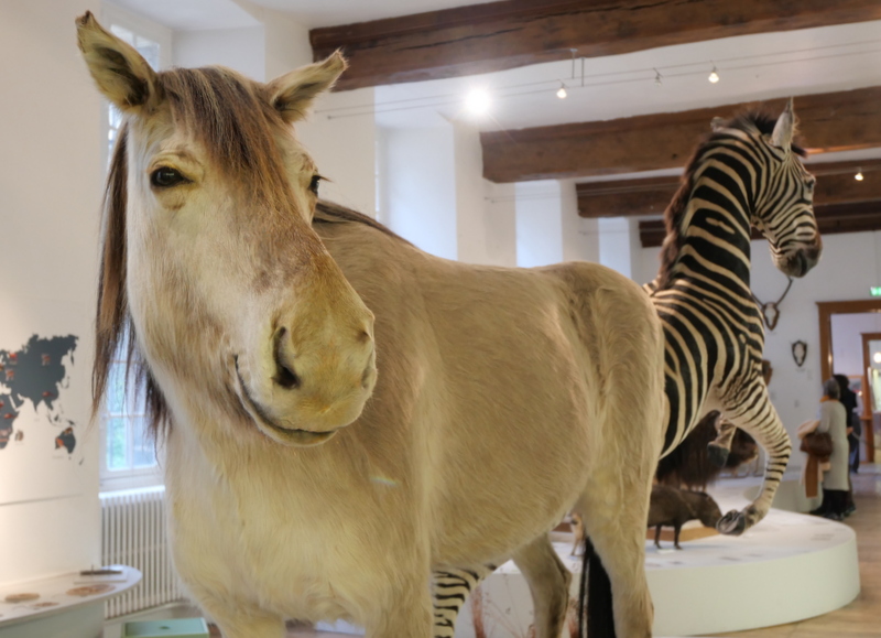 ✔ Le Muséum d'Histoire Naturelle ✔ Le Muséum d'Histoire Naturelle