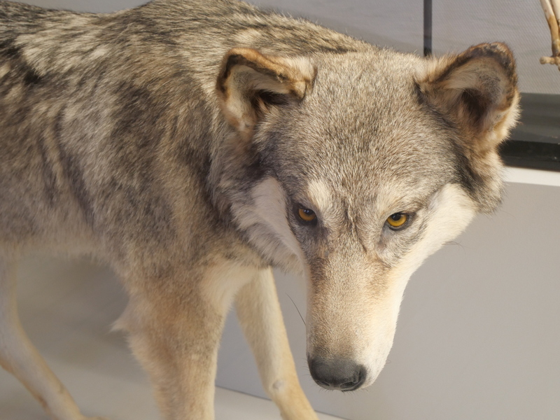 ✔ Le Muséum d'Histoire Naturelle ✔ Le Muséum d'Histoire Naturelle