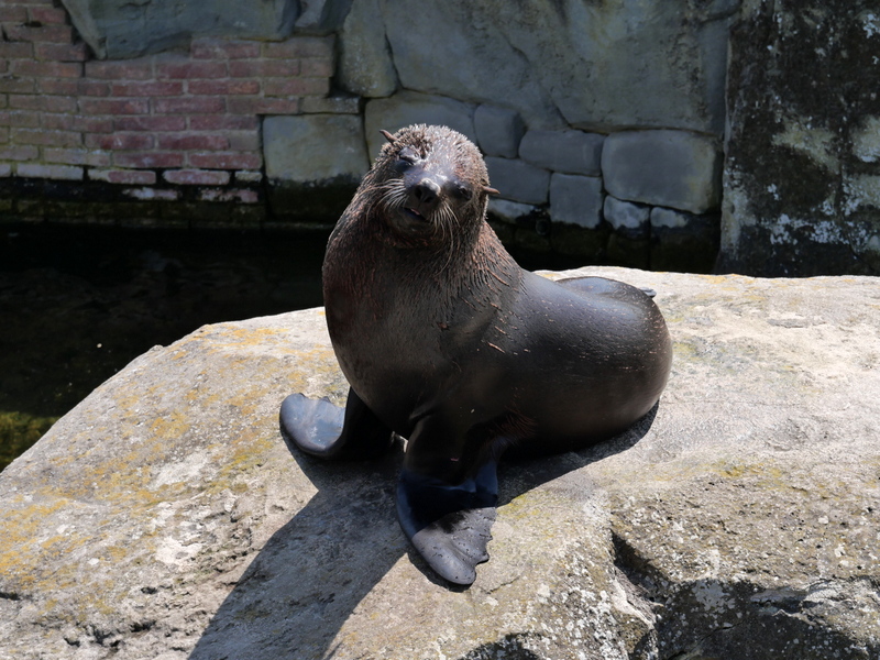 Pairi Daiza : les otaries Pairi Daiza : les otaries