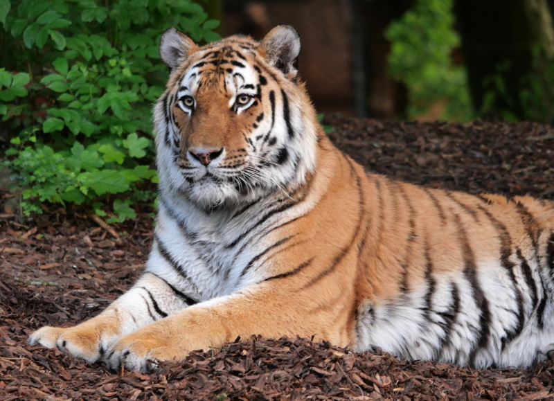 Pairi Daiza - les tigres Pairi Daiza - les tigres