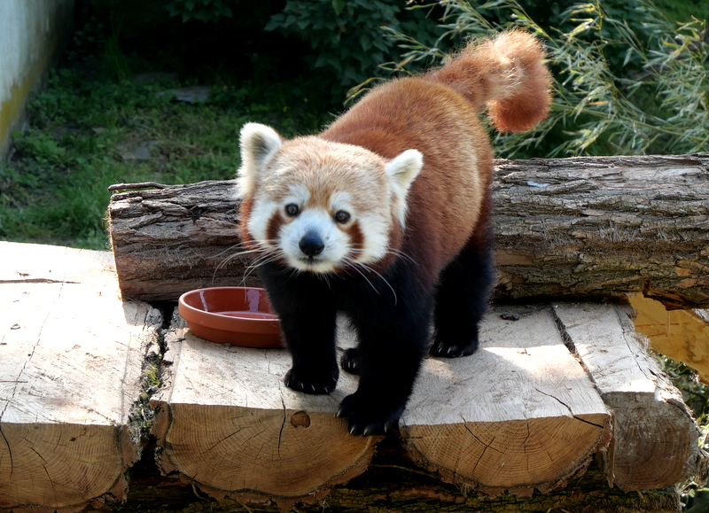 Pairi Daiza : panda roux Pairi Daiza : panda roux