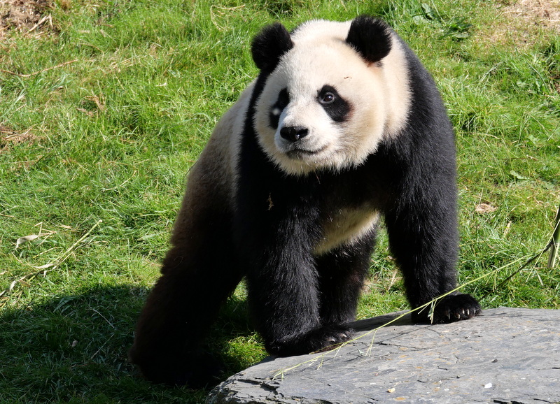 Paira Daiza : Panda Paira Daiza : Panda