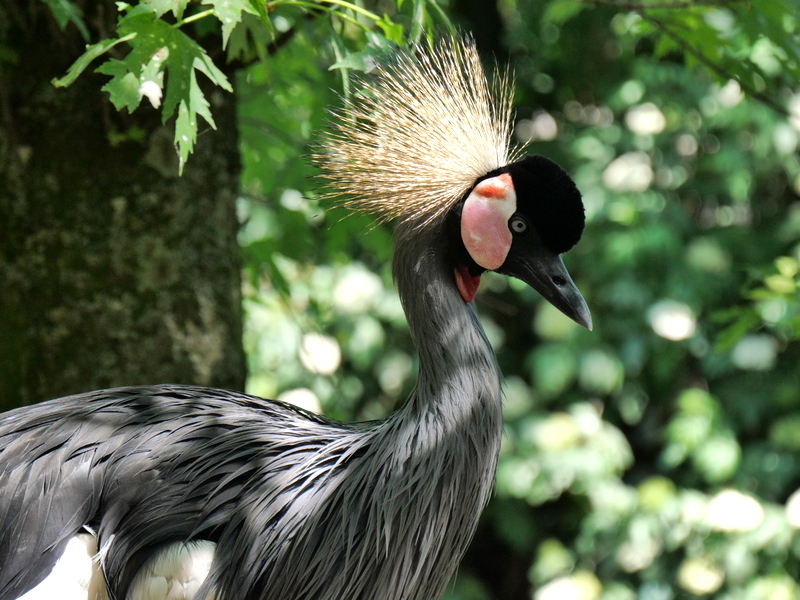 Pairi Daiza : les oiseaux Pairi Daiza : les oiseaux