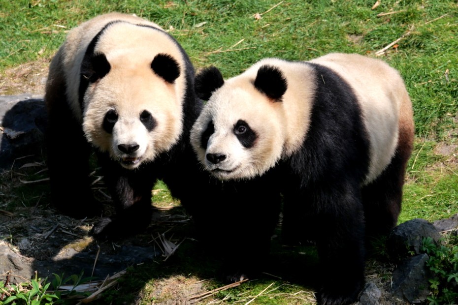 Pairi Daiza