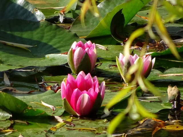 Jardins de Giverny