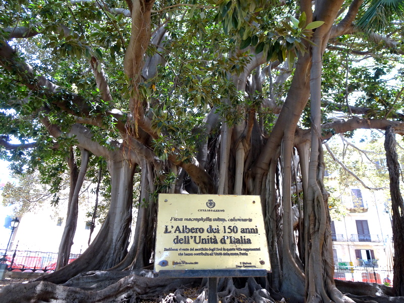 Palerme ficus du jardin Garibaldi Palerme ficus du jardin Garibaldi