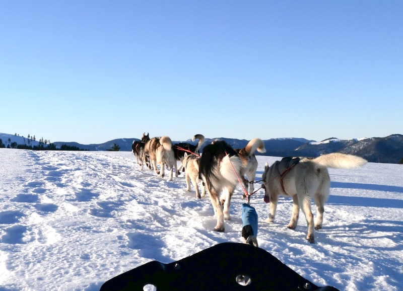 Noël en Alsace : faire du chien de traineaux Noël en Alsace : faire du chien de traineaux