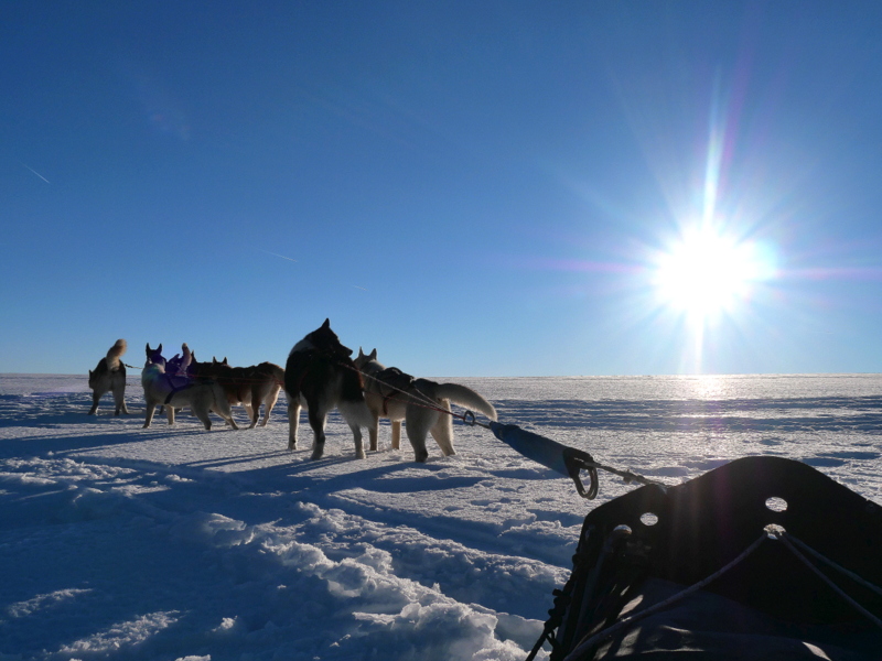 Noël en Alsace : faire du chien de traineaux Noël en Alsace : faire du chien de traineaux