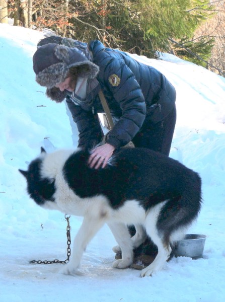 Noël en Alsace : faire du chien de traineaux Noël en Alsace : faire du chien de traineaux