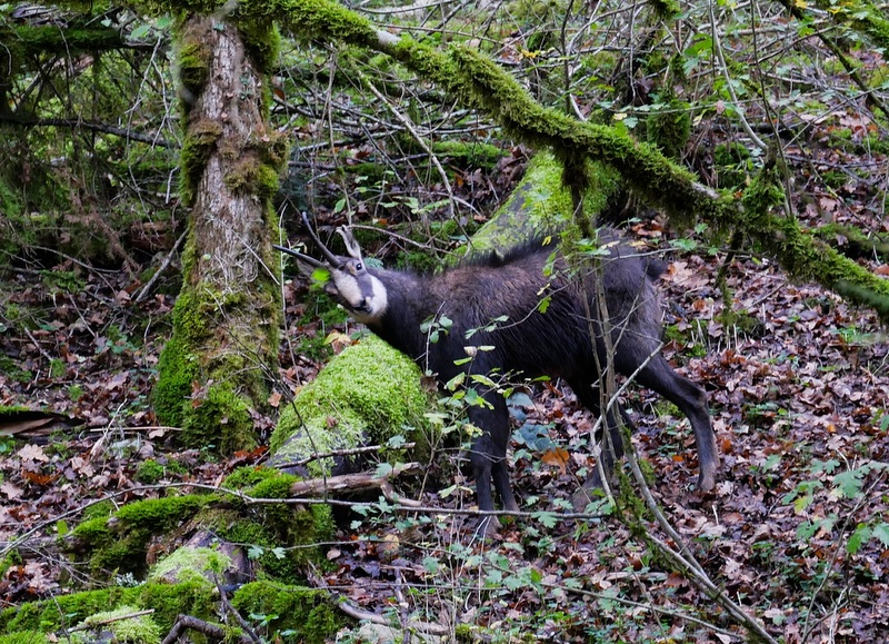 Que faire dans le Doubs ? Que faire dans le Doubs ?