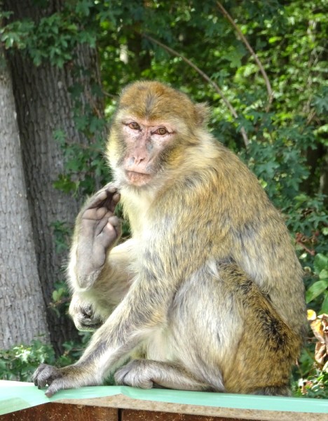 Terre de Singes (Lumigny) Terre de Singes (Lumigny)