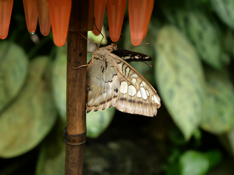 Le Naturospace Le Naturospace