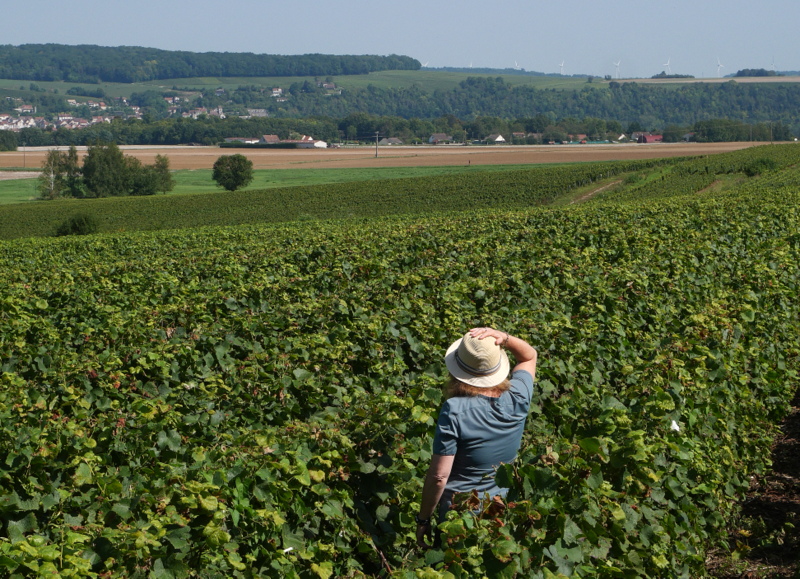 Randonnée 'Les portes du Champagne en Île-de-France' Randonnée 'Les portes du Champagne en Île-de-France'