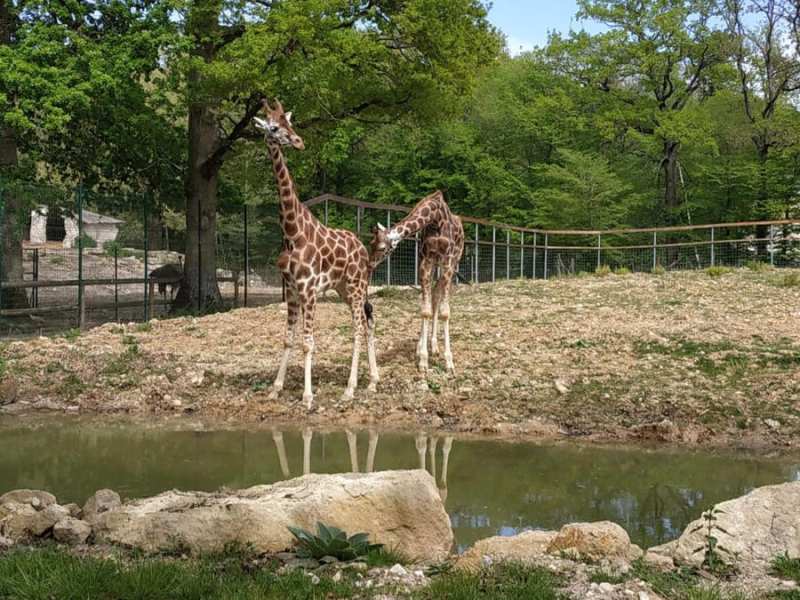 Zoo du Bois d'Attilly Zoo du Bois d'Attilly
