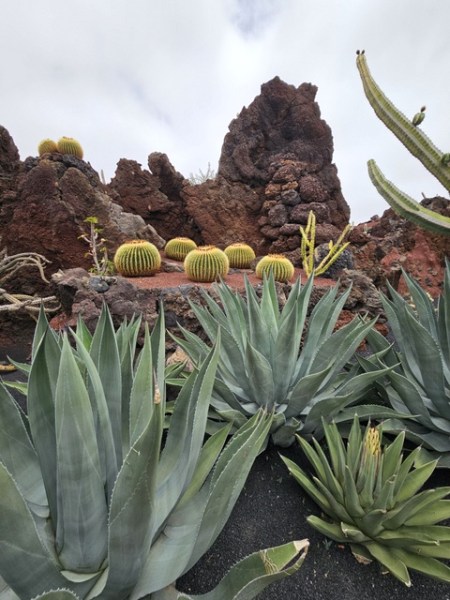 Jardin de Cactus - Lanzarote Jardin de Cactus - Lanzarote