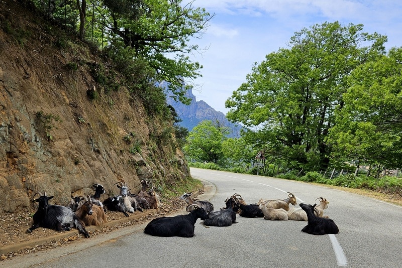 Chèvres en Corse Chèvres en Corse