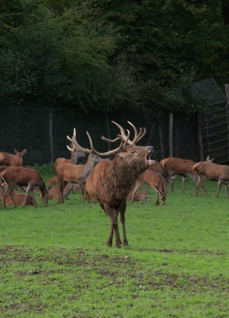 Brâme du cerf au Parc Canadien à Muchedent