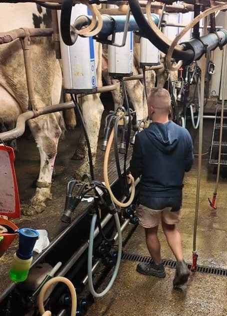 La Vache de Louvicamp - Salle de traite