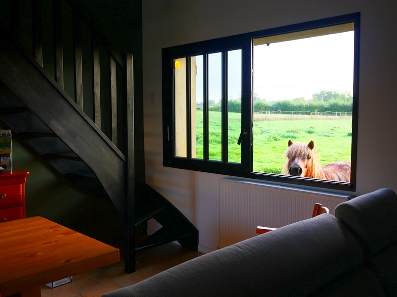 Domaine Majorelle - Vue sur les poneys