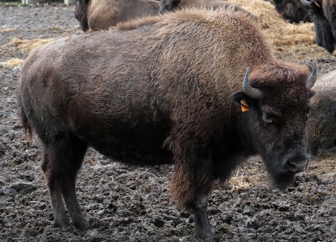 Bison au Parc Canadien à Muchedent