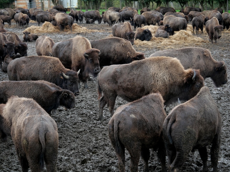 Bisons au Parc Canadien à Muchedent