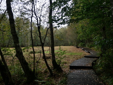 Forges-les-Eaux - Balade Bois de l'Epinay