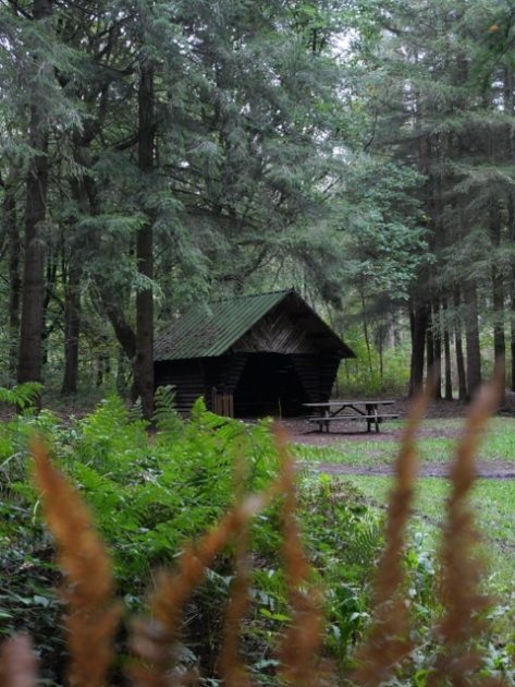 Bois de l'Epinay - Cabane