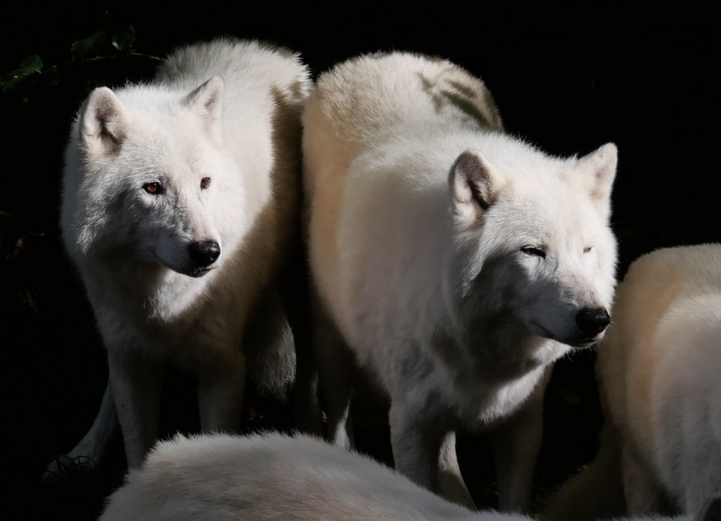Visite guidée à la rencontre des loups