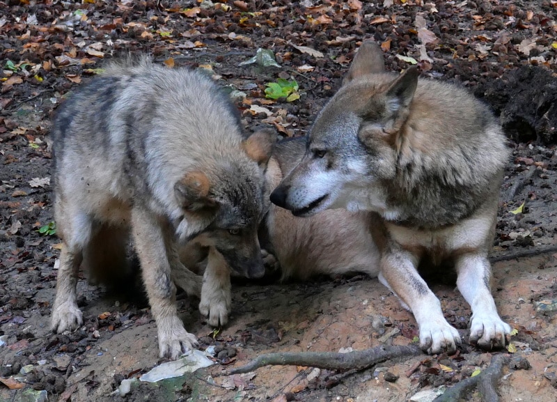 Parc Canadien - les loups